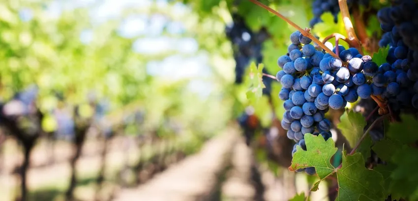 Seis días para descubrir Burdeos y sus ríos rodeados de viñedos y cultura Seis días para descubrir Burdeos y sus ríos rodeados de viñedos y cultura