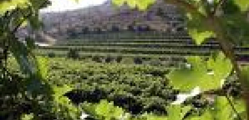 El vino ya es una víctima del cambio climático El vino ya es una víctima del cambio climático