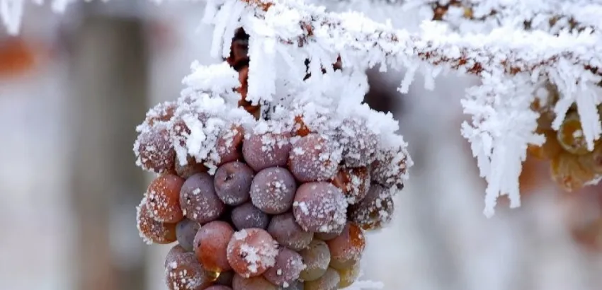 Vinos de hielo