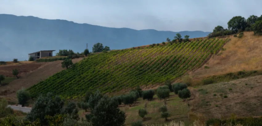 aglianico