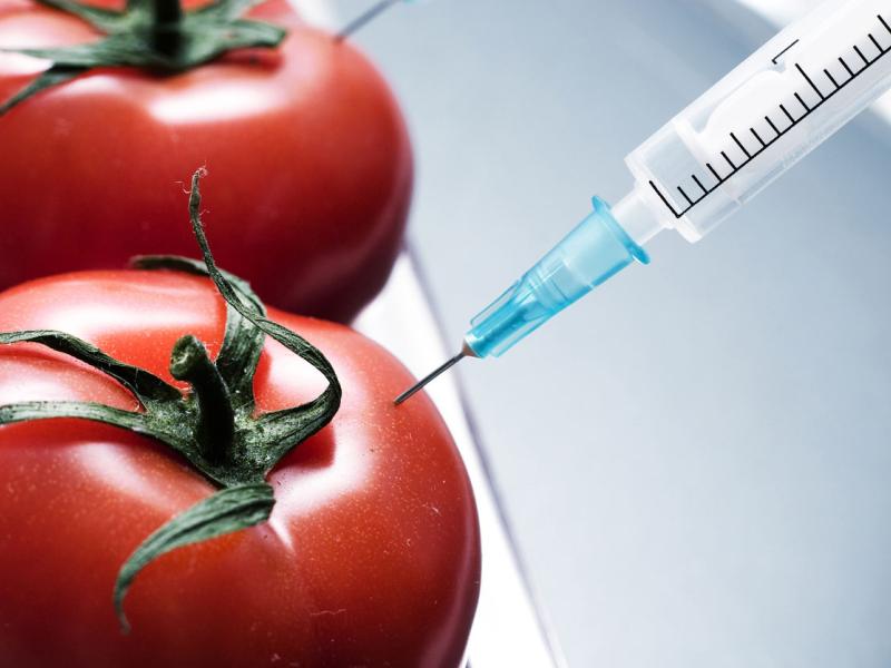 alimentos transgénicos 