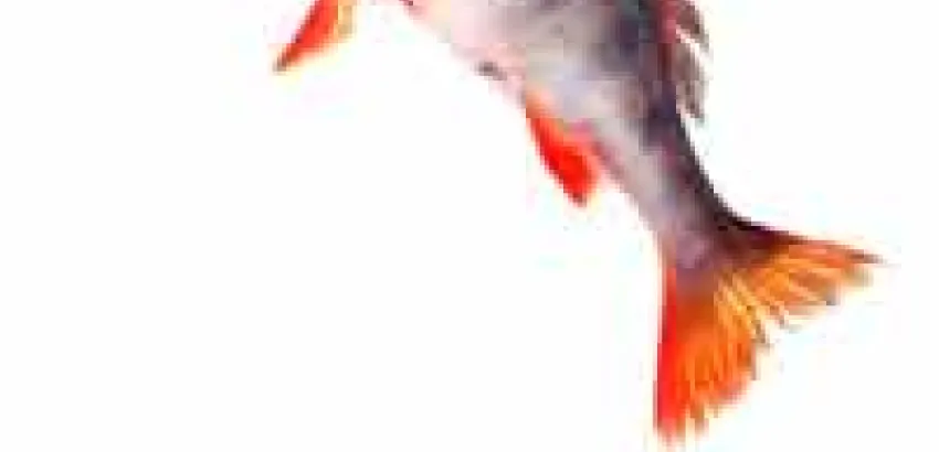 Francia agota sus reservas de pesca nacional Francia agota sus reservas de pesca nacional
