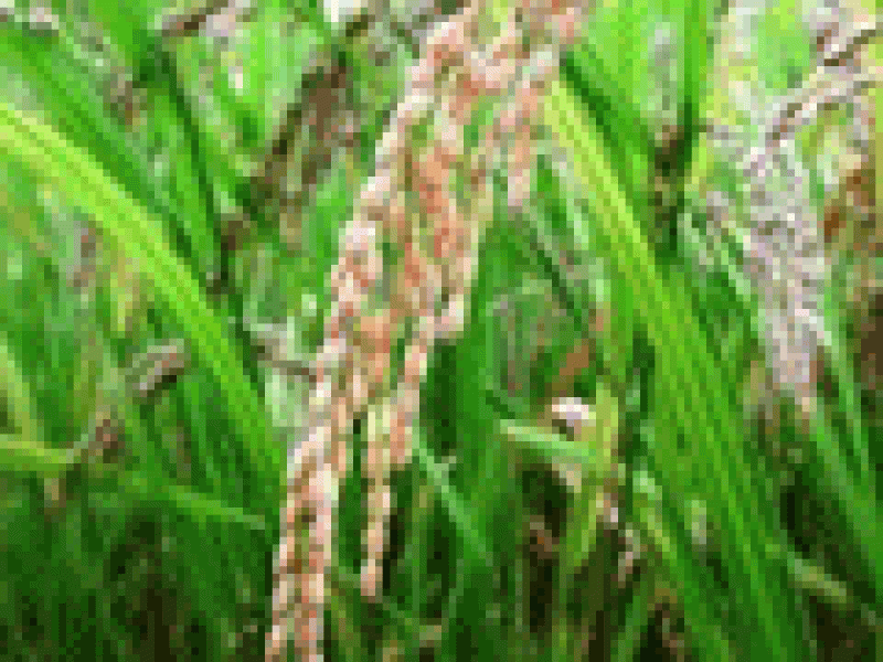El arroz, el alimento del mundo, incrementa su producción