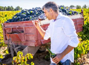 Sello de la bodega