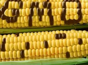  Premios Nobel dicen SI a alimentos GMO's