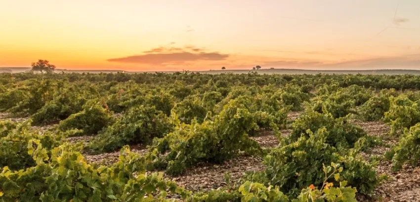 Bodegas José Pariente Bodegas José Pariente