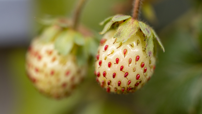 Pineberry