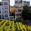 viñedo en París
