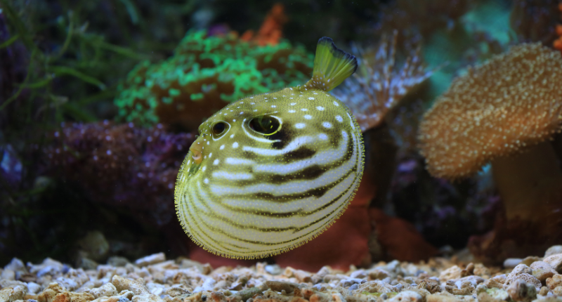 pez fugu
