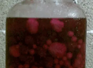 Aguardientes blancos de frutas