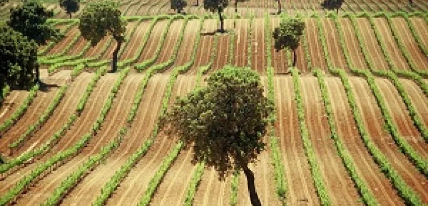 Las Rutas del Vino de España se adhieren como embajadoras a Movimiento Vino D.O Las Rutas del Vino de España se adhieren como embajadoras a Movimiento Vino D.O