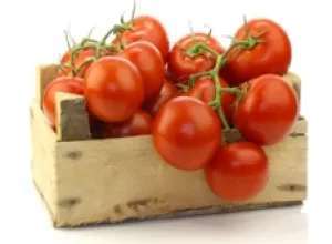 Países Bajos, el mayor exportador de tomate del mundo