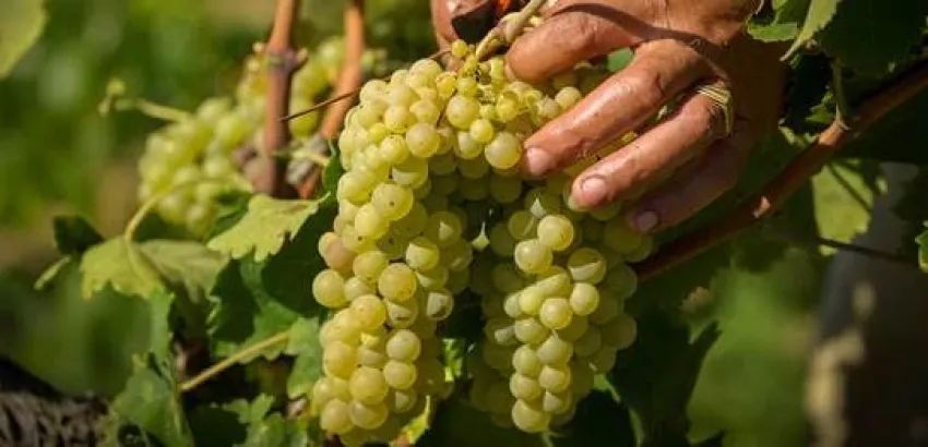 Vendimia ecológica en Juvé & Camps con la experiencia de la reciente reconversión de sus viñedos Vendimia ecológica en Juvé & Camps con la experiencia de la reciente reconversión de sus viñedos