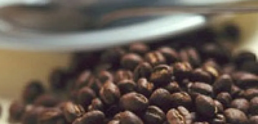 El café más caro del mundo proviene de los gatos. El café más caro del mundo proviene de los gatos.
