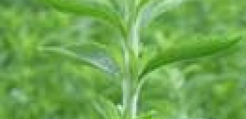 La estevia, edulcorante con propiedades terapéuticas La estevia, edulcorante con propiedades terapéuticas
