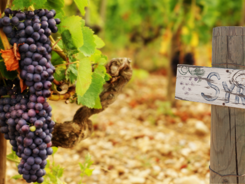 syrah