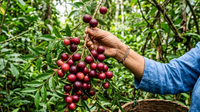 Racimo de frutos maduros de camu-camu recolectados en la Amazonía peruana