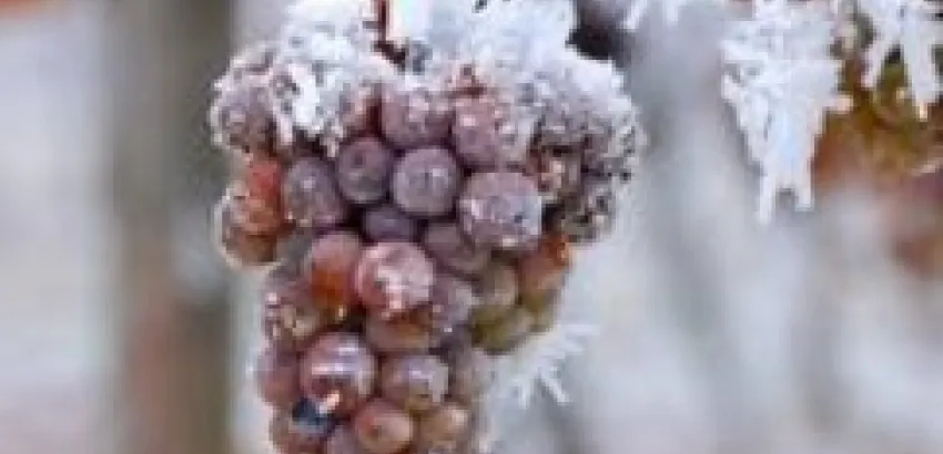 El Vino del hielo en los Terroir extremos El Vino del hielo en los Terroir extremos