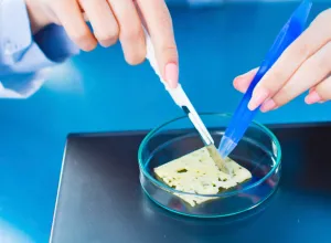 investigacion cientifica queso