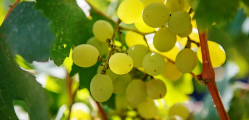 dia-mundial-uva-furmint