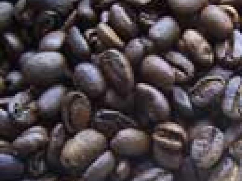 Guatemala: Subastan café gourmet por la internet