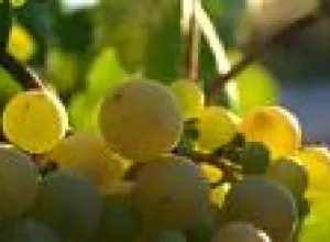 Los vinos del cambio climático
