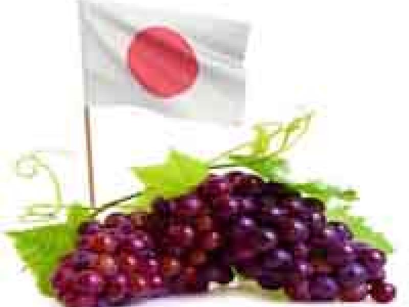 Las uvas japonesas comienzan a destacar en el sector vinícola