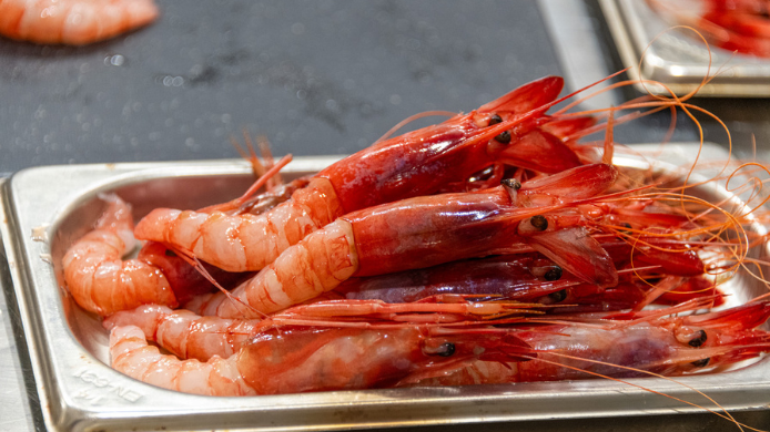 Gamba roja de Dénia fresca en bandeja, marisco mediterráneo de color rojo intenso