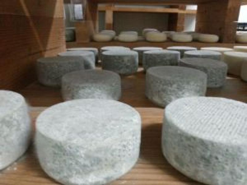 10 Días donde el protagonista es “EL QUESO”