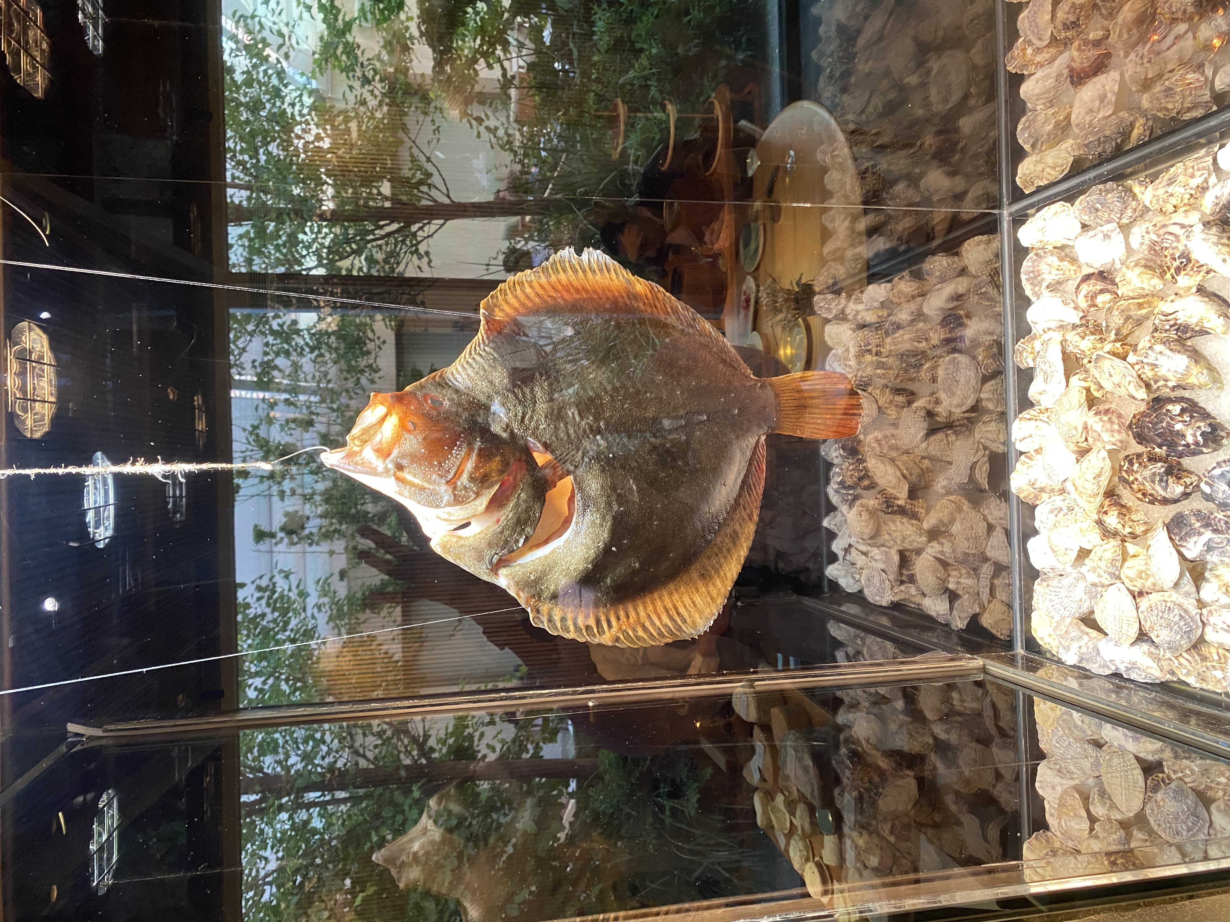 rodaballo