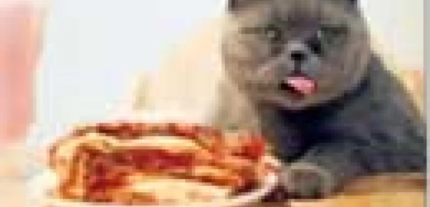 Gato británico solo se alimenta de lasagna y se rehúsa a comer otras cosas Gato británico solo se alimenta de lasagna y se rehúsa a comer otras cosas
