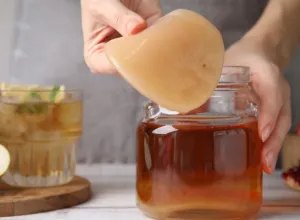 elaborar kombucha