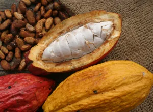 Cristóbal Colón fue el primer español que probó la “cerveza” de cacao
