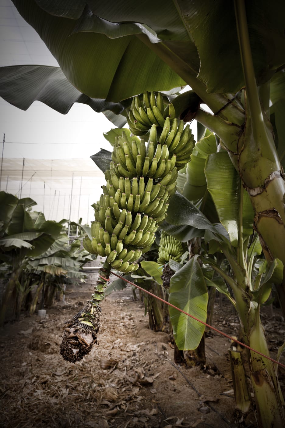 Los plátanos se reproducen con una especie de "clonación natural"
