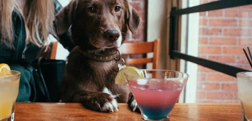 Pet friendly, la tendencia que llegó para quedarse Pet friendly, la tendencia que llegó para quedarse
