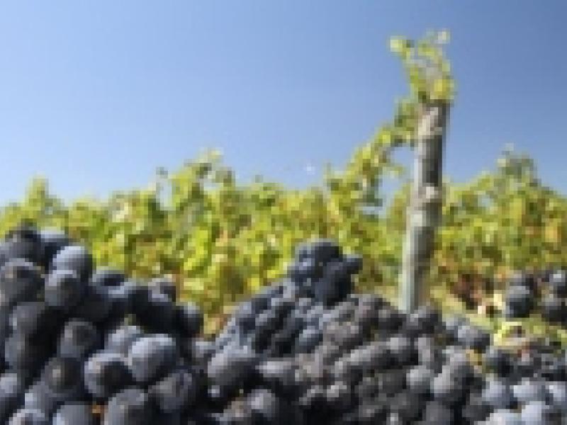 El vino uruguayo fue declarado Bebida Nacional