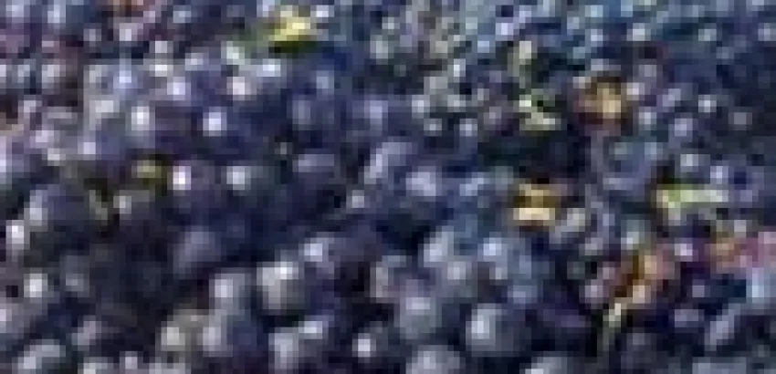 ¿Existen uvas gourmet? ¿Existen uvas gourmet?