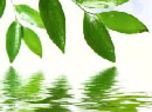 Presentan exposición virtual sobre el aceite de oliva