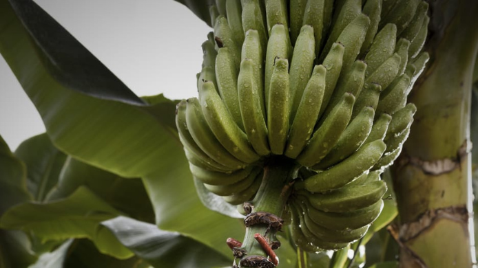 Cultivo de plátano de Canarias en la finca La Calabacera