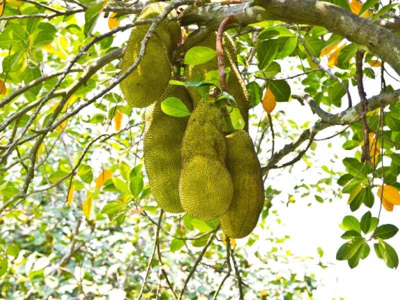 jackfruit