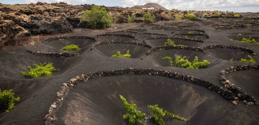 Viñedos viñedos bodega el Grifo Lanzarote