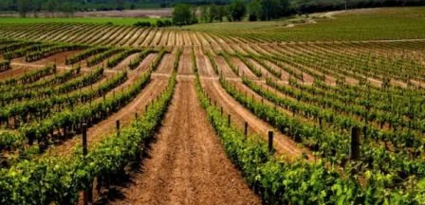Ruta del Vino Ribera del Duero se adhiere a la campaña #Winelovers35 que busca atraer al público joven Ruta del Vino Ribera del Duero se adhiere a la campaña #Winelovers35 que busca atraer al público joven