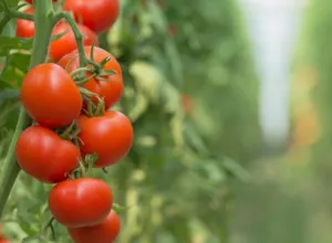 tomate-corea