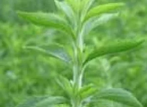 La estevia, edulcorante con propiedades terapéuticas