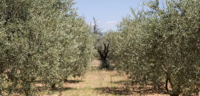 Energía y gastronomía: un futuro sostenible para Andalucía Energía y gastronomía: un futuro sostenible para Andalucía