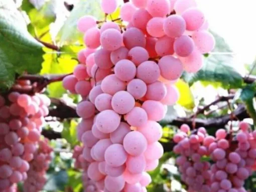 koshu