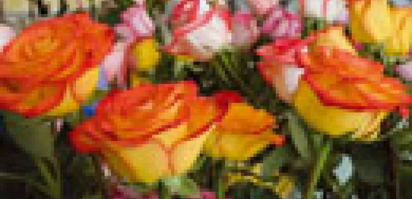 El lenguaje de las Flores El lenguaje de las Flores