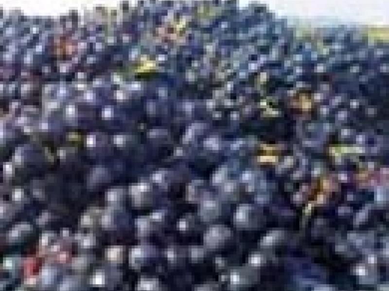 ¿Existen uvas gourmet?