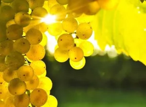 Cambio climático y vinos, hacia un nuevo desafío