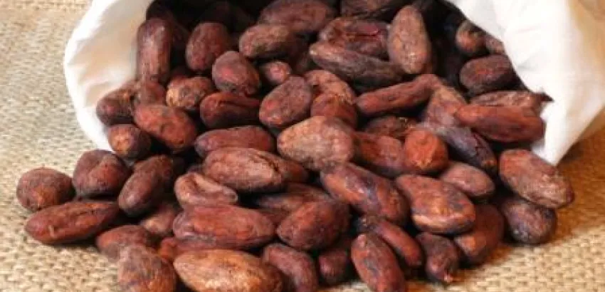 El chocolate, un sabor diferente en la cocina cubana El chocolate, un sabor diferente en la cocina cubana